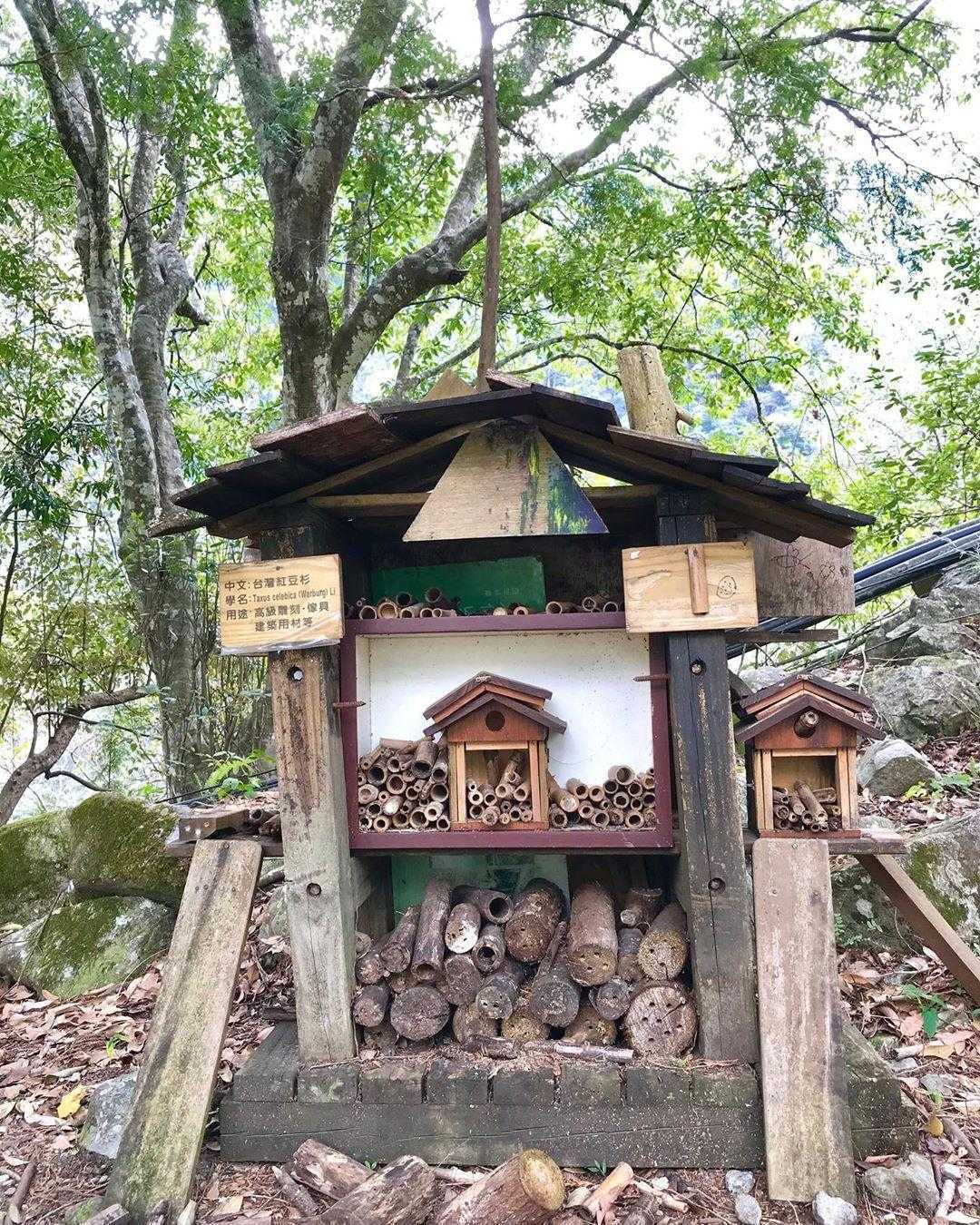 八仙山林道 八仙山步道 八仙山健行 台中八仙山 八仙山國家森林遊樂區 八仙山爬山