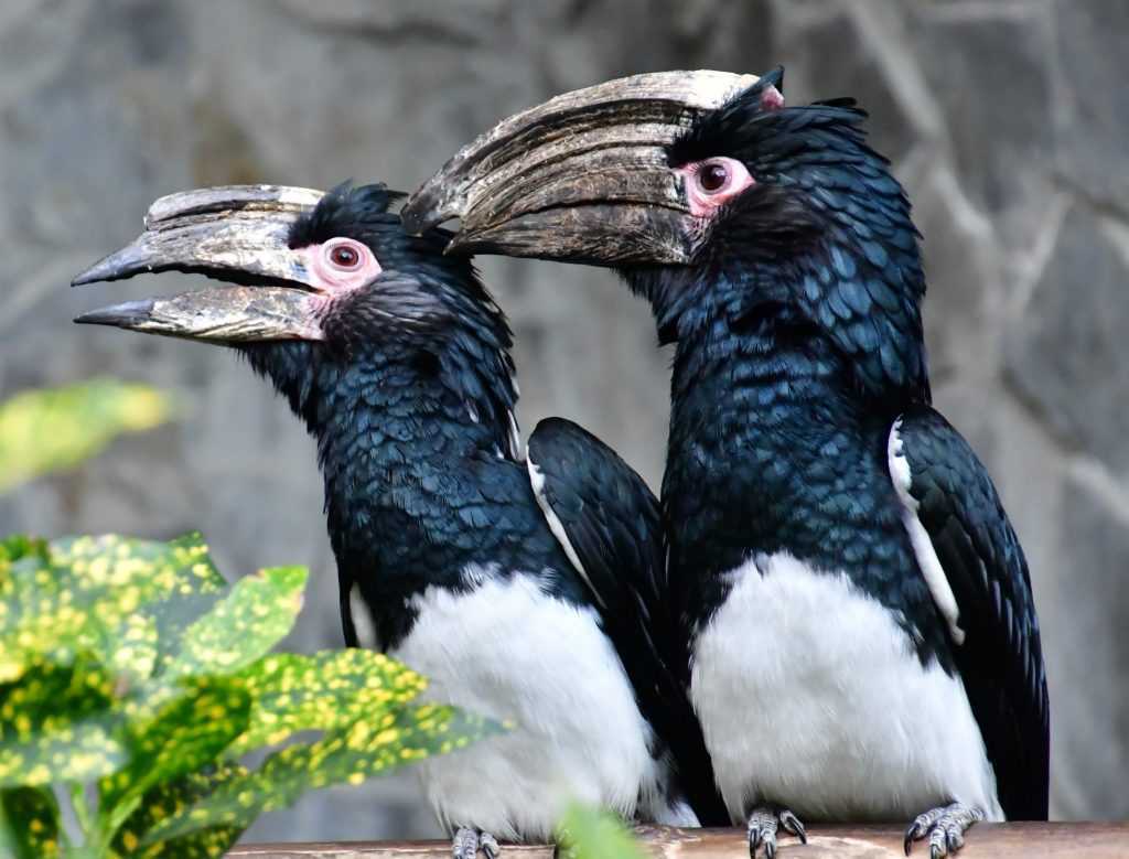 溪頭景點：鳳凰谷鳥園生態園區