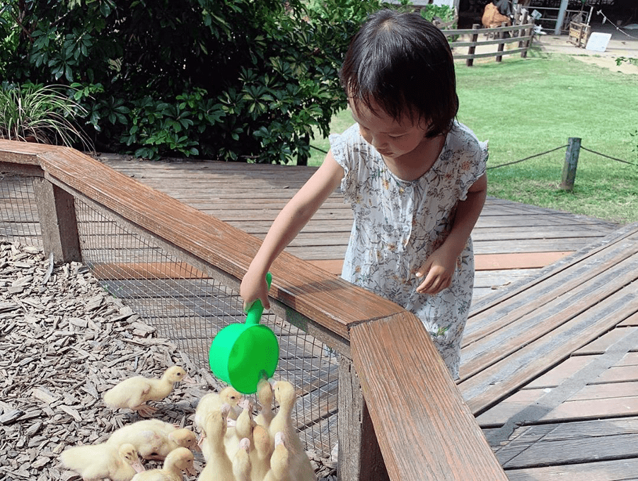 苗栗親子景點 飛牛牧場 苗栗親子景點 飛牛牧場