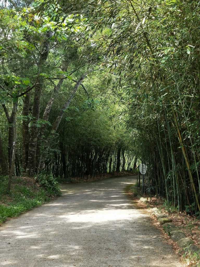 漫步在天空之城的竹林步道間，也是相當有浪漫情懷的
