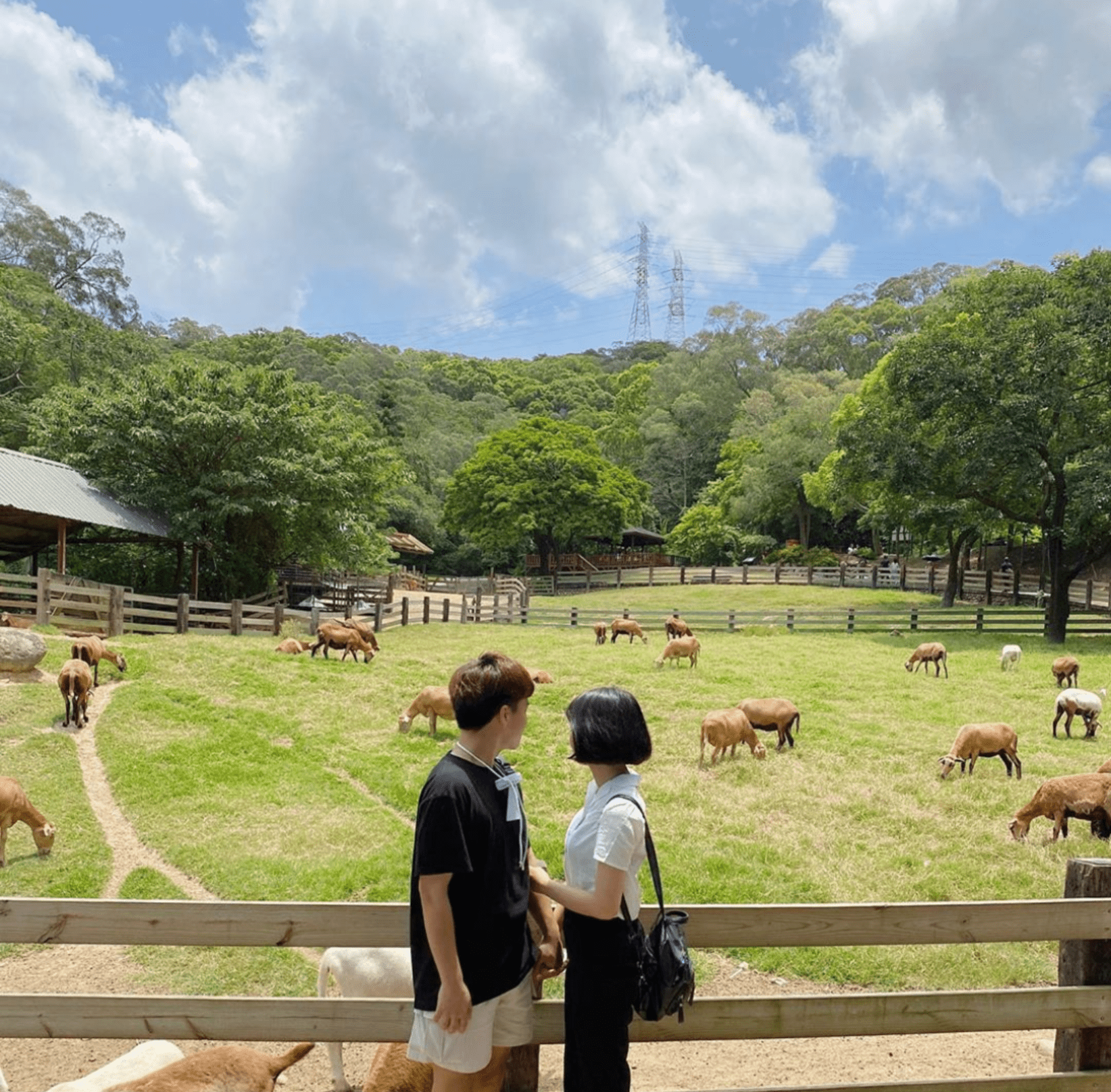 苗栗通霄一日遊 飛牛牧場