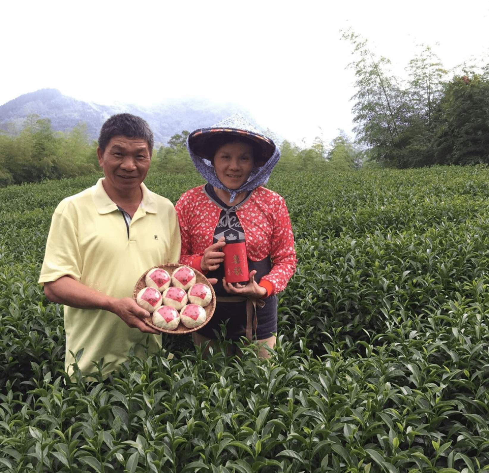 旭隆製茶團茶體驗