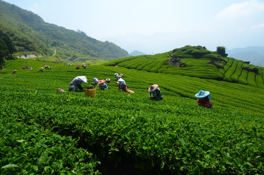 阿里山茶 一篇帶你喝好茶，教你如何分辨金萱茶、烏龍茶、紅茶＆嚴選人氣阿里山茶家 1 2023
