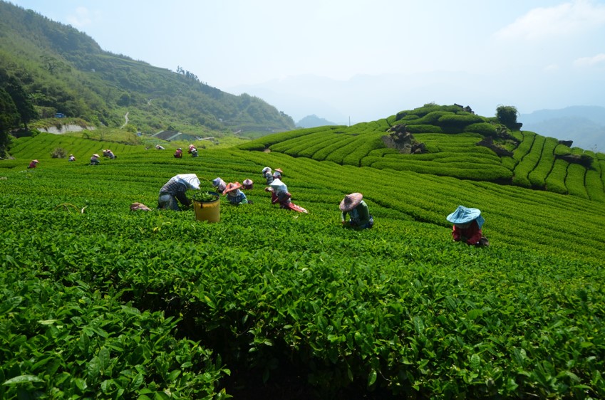 一篇帶你喝好茶，教你如何分辨金萱茶、烏龍茶、紅茶＆嚴選人氣阿里山茶家 13 2024