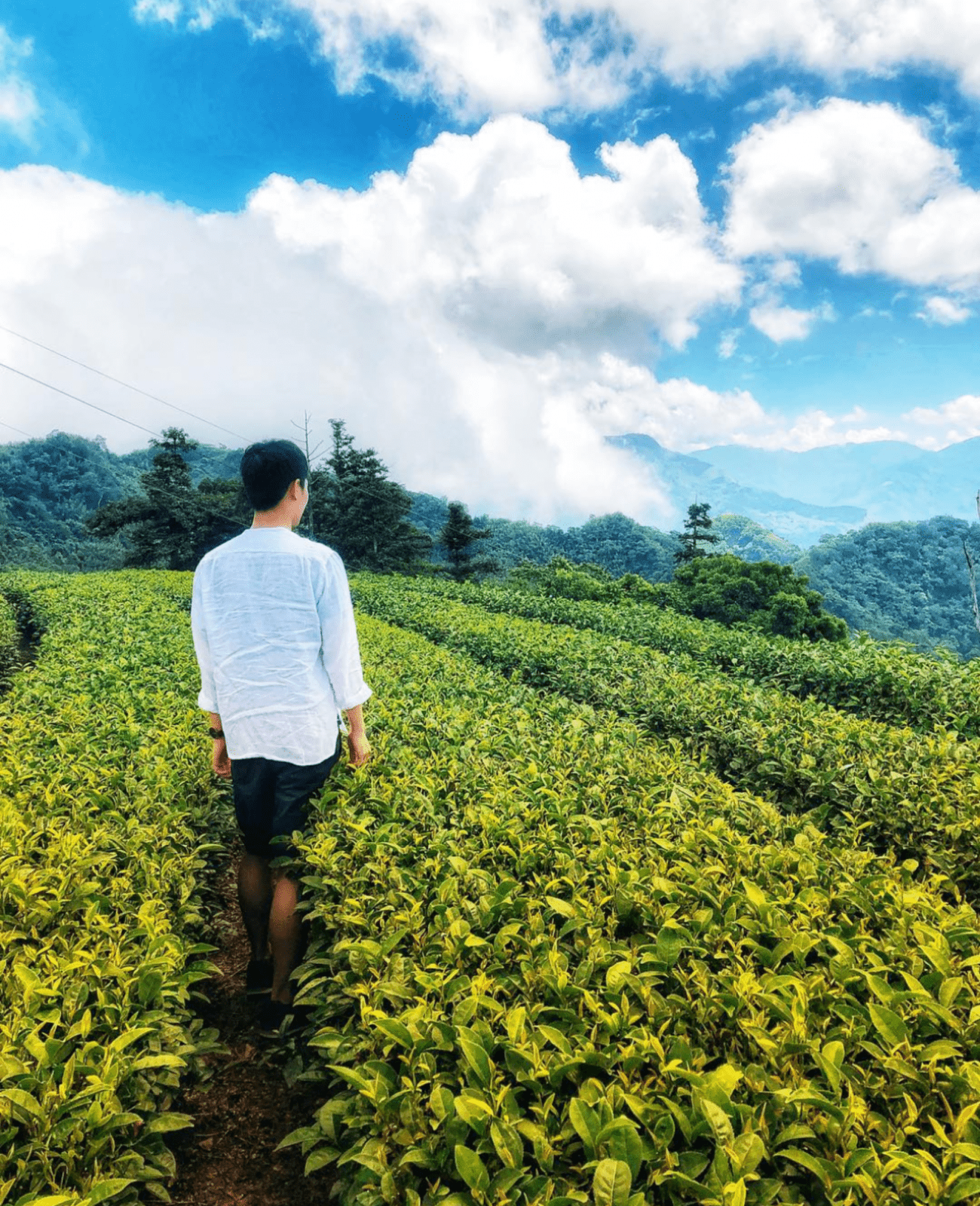 阿里山特色體驗 生力農場採茶體驗