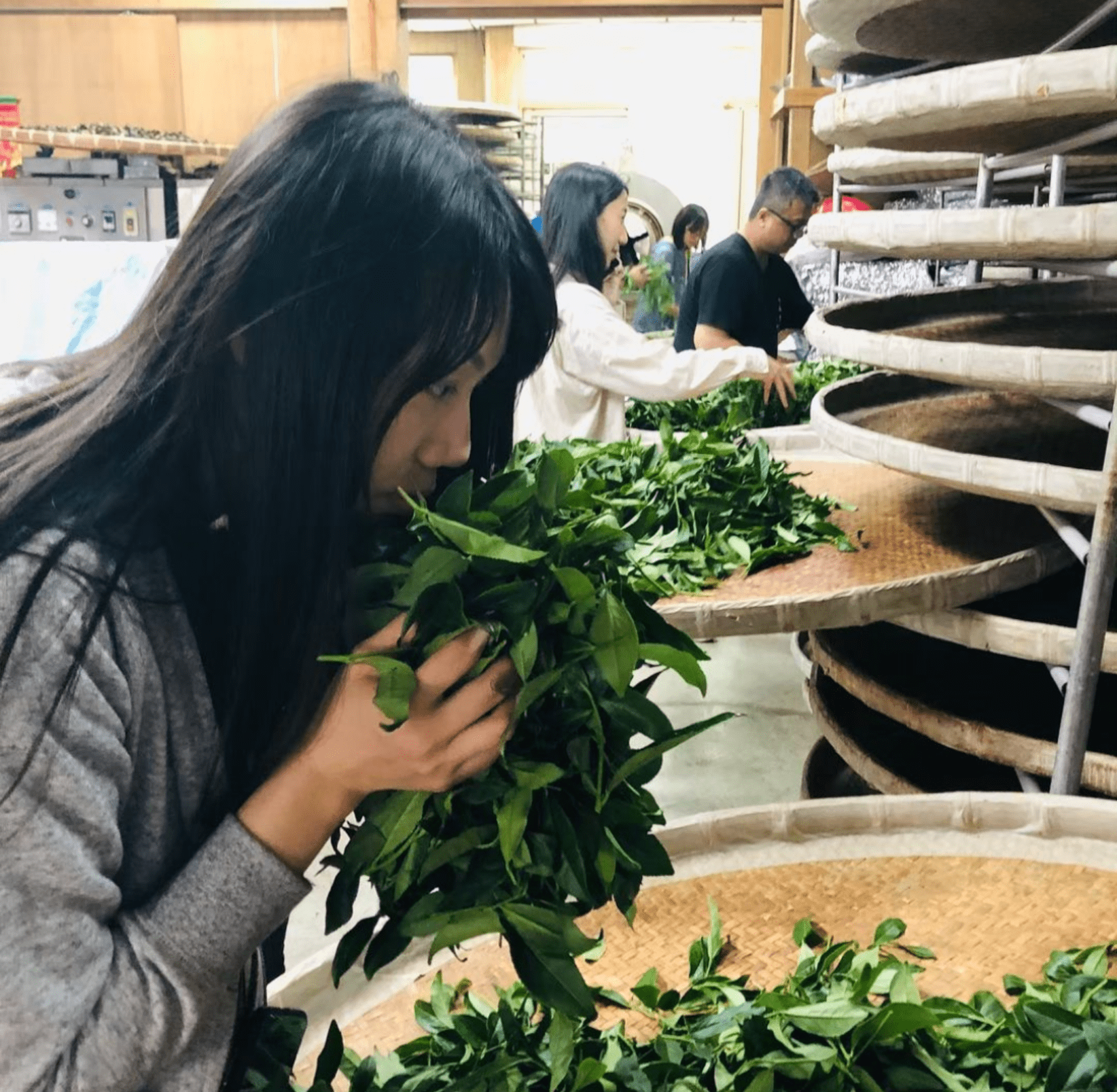 阿里山特色體驗 生力農場採茶體驗