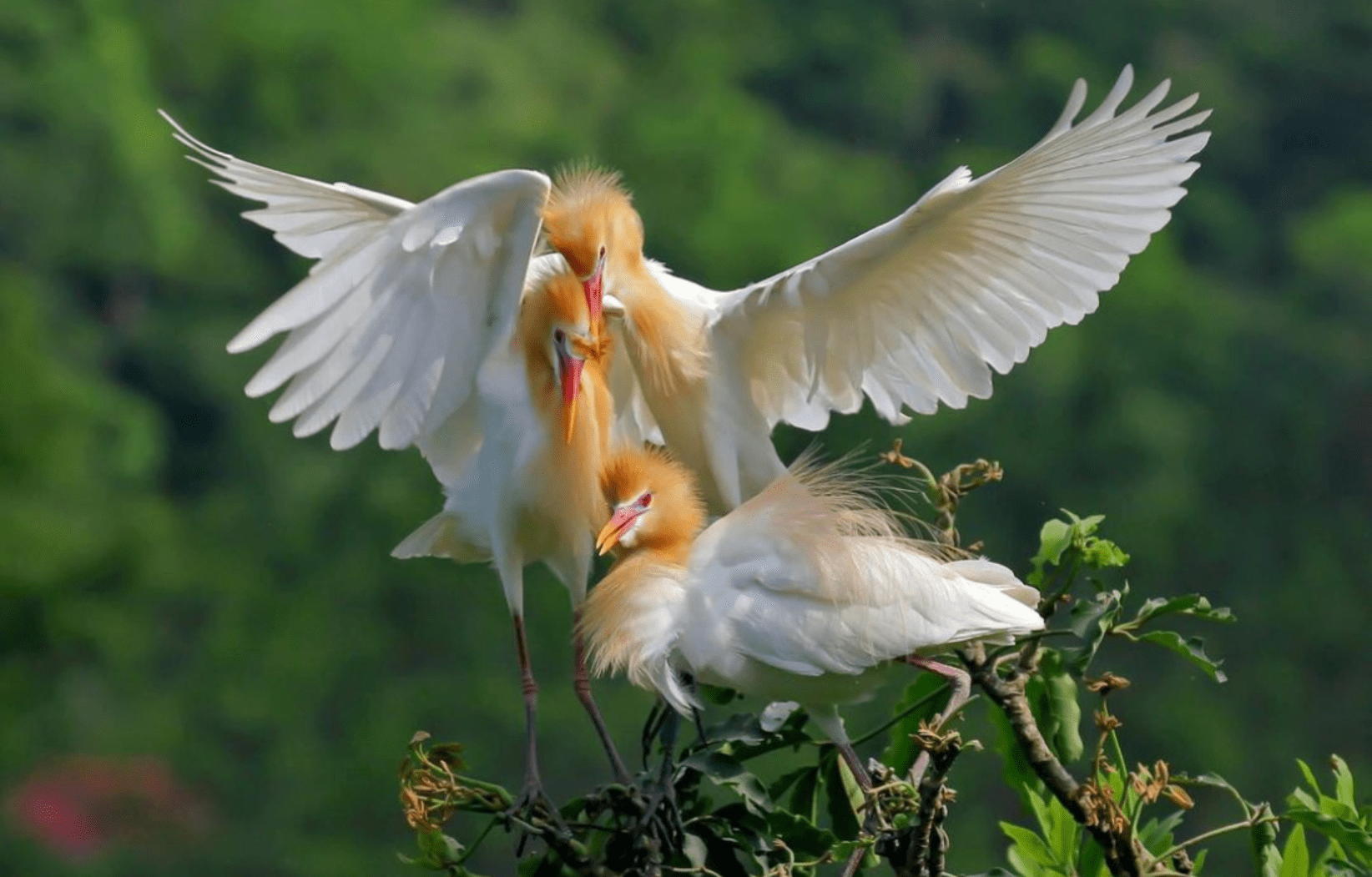 阿里山黃頭鷺季 黃頭鷺