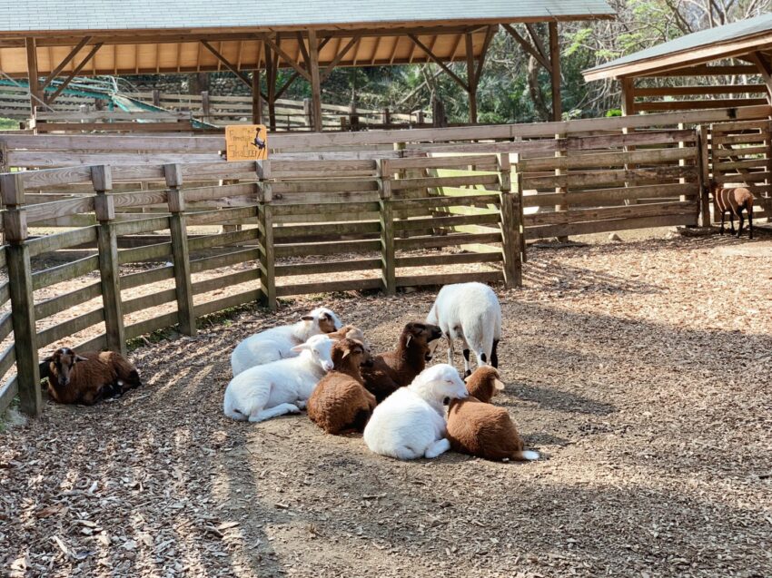 飛牛牧場 苗栗通霄【飛牛牧場】最新門票優惠與園區介紹、住宿推薦懶人包 4 2024