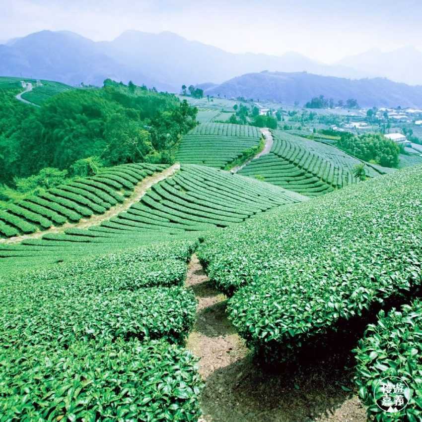 【阿里山茶】推薦|帶你喝好茶,教你如何分辨金萱茶、烏龍茶、紅茶&嚴選人氣阿里山茶家 【阿里山茶】推薦|帶你喝好茶,教你如何分辨金萱茶、烏龍茶、紅茶&嚴選人氣阿里山茶家