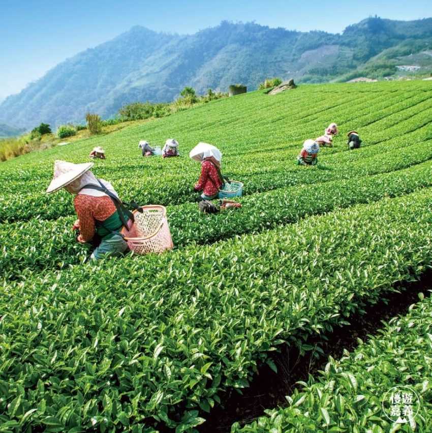 【阿里山茶】推薦|帶你喝好茶,教你如何分辨金萱茶、烏龍茶、紅茶&嚴選人氣阿里山茶家 【阿里山茶】推薦|帶你喝好茶,教你如何分辨金萱茶、烏龍茶、紅茶&嚴選人氣阿里山茶家