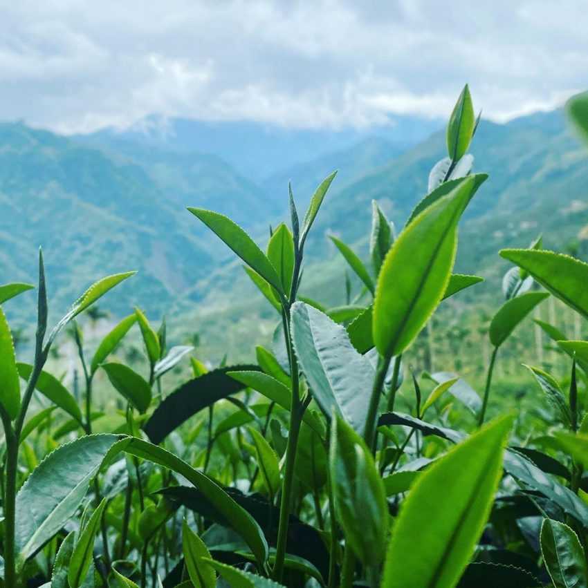【阿里山茶】推薦|帶你喝好茶,教你如何分辨金萱茶、烏龍茶、紅茶&嚴選人氣阿里山茶家 【阿里山茶】推薦|帶你喝好茶,教你如何分辨金萱茶、烏龍茶、紅茶&嚴選人氣阿里山茶家