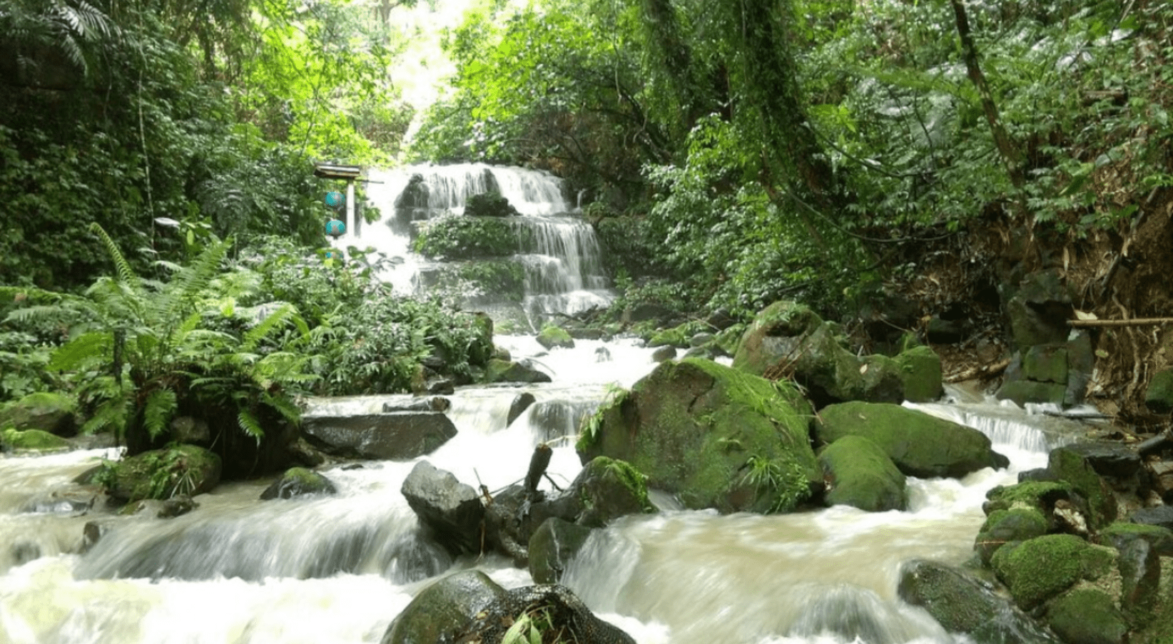 阿里山黃頭鷺季 飛瀑