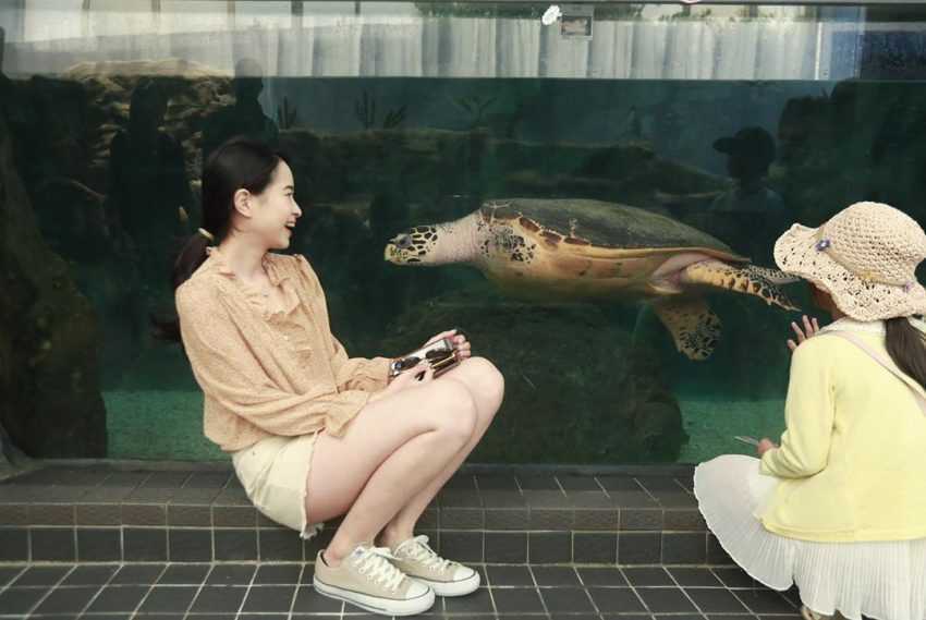 全台水族館攻略 全台5 座水族館你都去過嗎 從北到南 從東到離島 全民一起瘋水族館 好好玩台灣21 全台水族館攻略 全台5 座水族館你都去過嗎 從北到南 從東到離島 全民一起瘋水族館 好好玩台灣21
