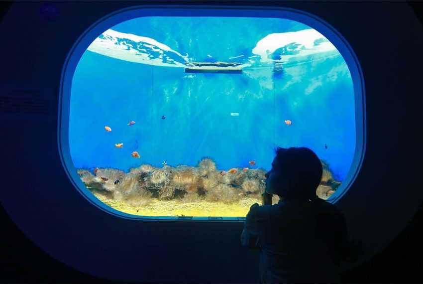 全台水族館攻略 全台5 座水族館你都去過嗎 從北到南 從東到離島 全民一起瘋水族館 好好玩台灣21 全台水族館攻略 全台5 座水族館你都去過嗎 從北到南 從東到離島 全民一起瘋水族館 好好玩台灣21
