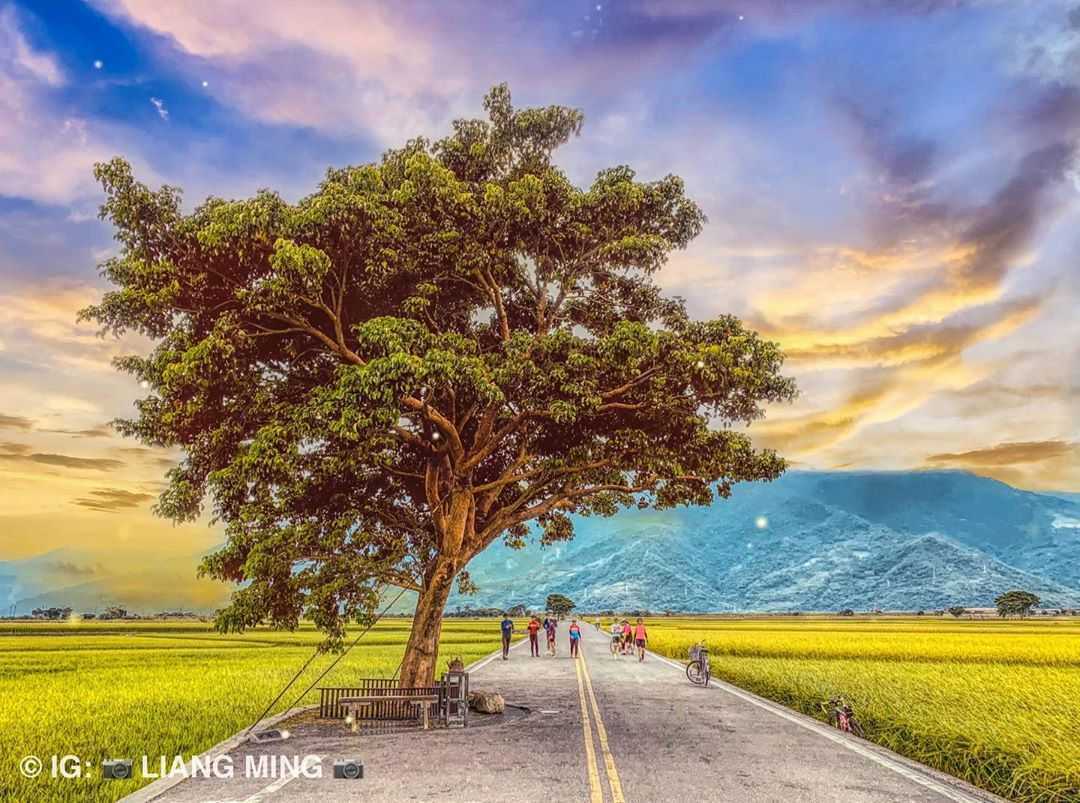 台東景點推薦 ｜#6 伯朗大道