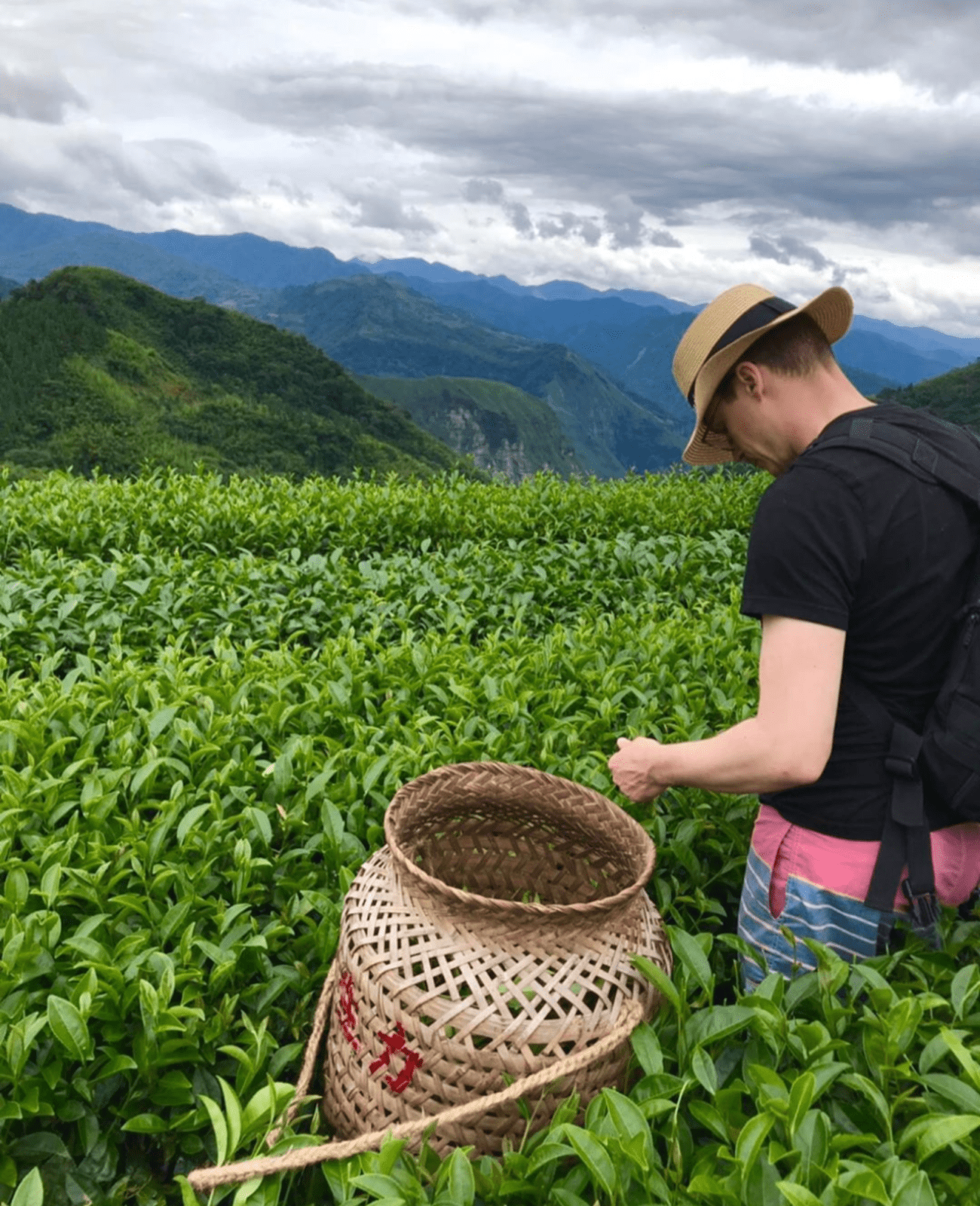 阿里山即時影像 生力農場