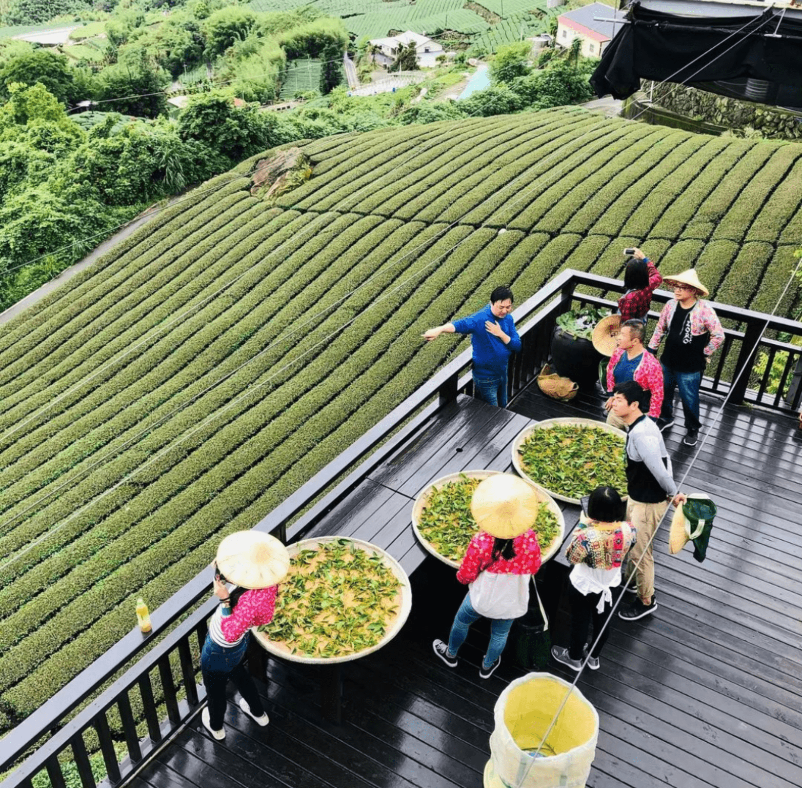 阿里山即時影像 生力農場