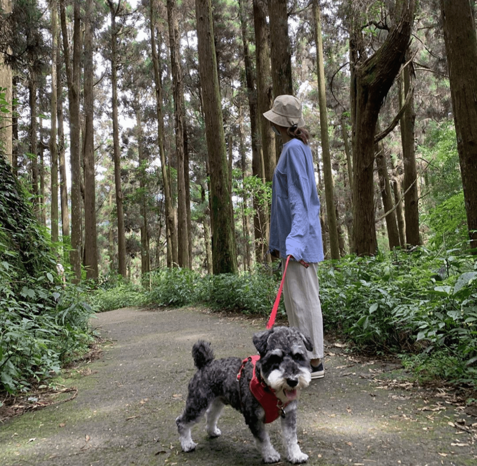 阿里山熱門步道推薦 頂湖步道