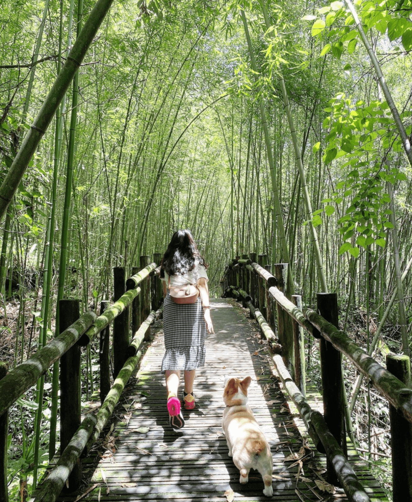 阿里山熱門步道推薦 迷糊步道