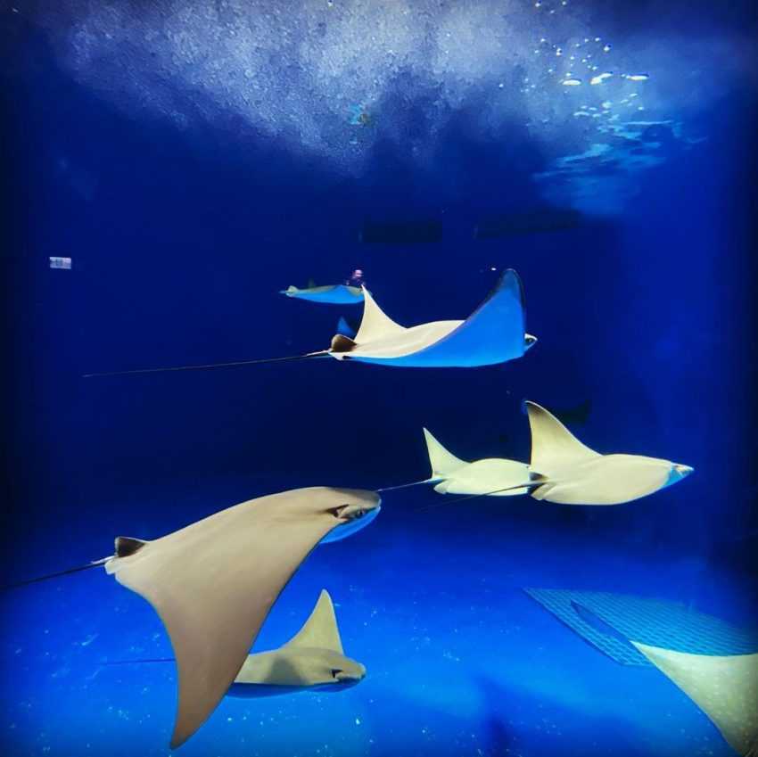 桃園青埔Xpark水族館 _魟魚 桃園青埔Xpark水族館 _魟魚