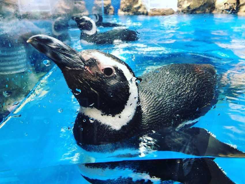 桃園青埔Xpark _水族館 -企鵝 桃園青埔Xpark _水族館 -企鵝