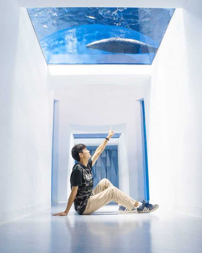桃園青埔Xpark水族館 _寒帶行動_海豹 桃園青埔Xpark水族館 _寒帶行動_海豹