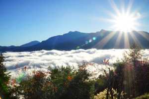 阿里山生力農場採茶體驗