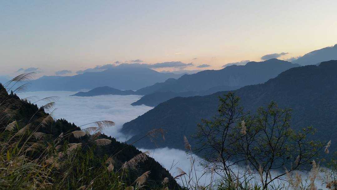 阿里山生力農場採茶體驗