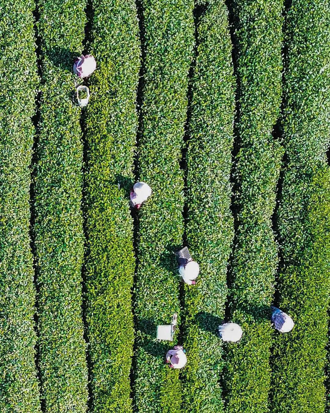 阿里山生力農場採茶體驗