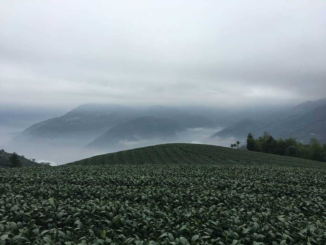 生力農場採茶體驗 阿里山生力農場採茶體驗 | 來當採茶姑娘！風景優美臨近二延坪步道，咖啡、芬多精和茶葉香繚繞鼻尖，品茗阿里山特色茶，來個深度體驗旅遊 2 2024