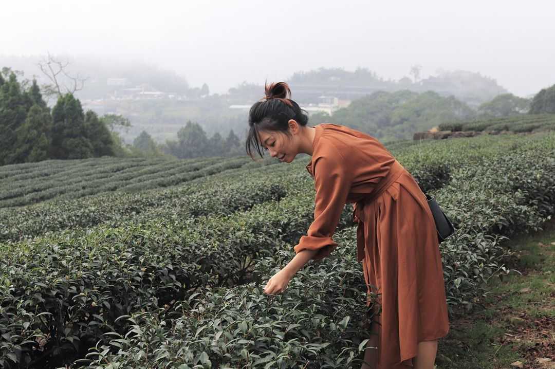 阿里山生力農場採茶體驗 | 來當採茶姑娘！風景優美臨近二延坪步道，咖啡、芬多精和茶葉香繚繞鼻尖，品茗阿里山特色茶，來個深度體驗旅遊 3 2024