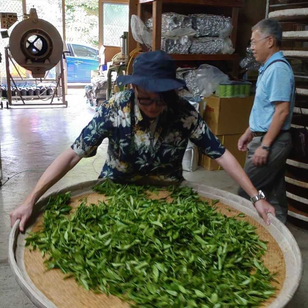 阿里山生力農場採茶體驗 | 來當採茶姑娘！風景優美臨近二延坪步道，咖啡、芬多精和茶葉香繚繞鼻尖，品茗阿里山特色茶，來個深度體驗旅遊 5 2024