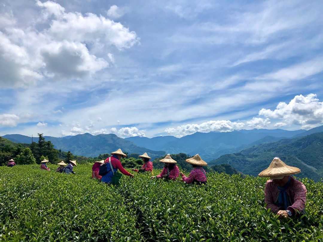 生力農場採茶體驗 阿里山生力農場採茶體驗 | 來當採茶姑娘！風景優美臨近二延坪步道，咖啡、芬多精和茶葉香繚繞鼻尖，品茗阿里山特色茶，來個深度體驗旅遊 4 2024