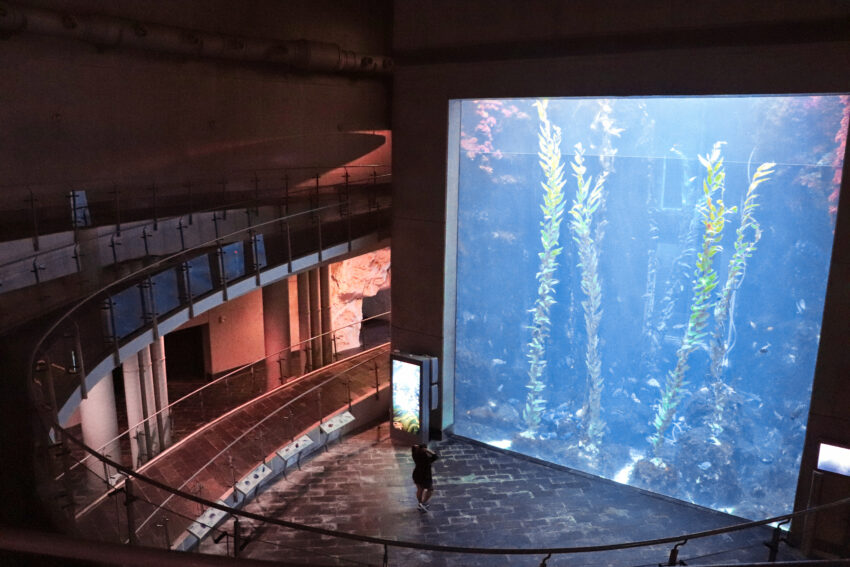 台灣水族館、海洋館、海生館水族館, 桃園市中壢區春德路xpark, 北部水族館, 台灣水族館, 桃園青埔水族館, 台中三井水族館, 桃園水族館表演時間, 桃園水族館地址, 台中xpark, 台灣最大水族館, 魚田水族館, 藍海水族館, 熱帶魚水族館, 陽光空氣水族館, 全台水族館, 中部水族館, 南部水族館, 東部水族館, 快樂水族館, 桃園xpark一日遊, 雷迪森酒店水族館, 水族館台灣, 桃園水族館一日遊, xpark門票優惠2021, 七彩世界水族館, 新竹xpark, 周天央水族館, 大洲水族館, xpark台中, cozzibluxpark, 珊瑚水族館, 桃園青埔xpark, 水母缸推薦, 桃園青埔xpark水族館, 桃園青埔xpark都會型水生公園門票, 線上水族館, 桃園海生館xpark, 水世界水族館, 海龍王水族館, 水母缸設計, 宏偉水族館, 如魚得水水族館, 桃園區水族館, 亞太水族館, xpark夜宿價格, 藍箱水族館, 鄉井水族館, xpark優惠門票, 景觀水族館, 桃園都會型水生公園, xpark夜宿kkday, 桃園水族館xpark附近美食, 仙鑽水族館, 水生館桃園, 台灣企鵝水族館, 瘋狂水族館, 春日水族館, 澎湖水族館相片, 北部水族館推薦, 桃園青埔xpark都會型水生公園, 桃園青埔海洋館, 賜海水族館, xpark水族館停車, 海世界水族館, 七彩水族館, 桃園水族館國旅券, 泉源水族館, 桃園xpark營業時間, 農業科技園區水族館, 桃園青埔海生館, 桃園景點水族館, 宏祥水族館, 珊瑚海水族館, 懶人水母療癒缸, 水族館水草, 水族館北部, 東森水族館, 北部最大水族館, 金鑫水族館, 澎湖水族館票券資訊, 台灣最大的水族館, 桃園一日遊xpark, 桃園水族館水母, 紅龍水族館, 桃園xpark都會型水生公園, 臺灣水族館, 水族館石頭, 北台灣水族館, 水寶水族館, 桃園青埔水族館門票, 金洋水族館, 北大水族館, 水精靈水族館, 草影水族館, 桃園xpark票價, 和逸飯店桃園館xpark, 桃園青埔水生公園, 狂熱水族館, 台灣水族館推薦, 桃園水生館門票, 台灣最大海洋館, 桃園xpark門票優惠, 澎湖水族館kkday, 桃園海洋博物館門票, 桃園xpark訂票, 桃園水族館介紹, 桃園華泰名品城水族館, 水草水族館, 桃園水族館過夜, 桃園海洋館xpark, 桃園青埔水生館, 水族館批發, 透明水族館, 桃園水族館紀念品, 桃園xpark地址, 桃園水族館場次, 桃園水族館表演, klook桃園水族館, 夜宿水族館屏東, 水族館殺菌燈, 家庭水族館, 水族館常見水草, 桃園新埔水族館, 珊瑚海水族館剛海企業有限公司, 北台灣海生館, 國旅券桃園水族館, 宏洋水族館, 西高地水族館, 台灣水族館住宿, 桃園水生, 澎湖水族館夜宿價格, 桃園水族住宿, 桃園市xpark, 桃園水族館優惠票, 桃園買一送一xpark, 桃園水族館地圖, 桃園水生公園門票, xpark都會型水生公園門票優惠, 桃園青埔都會型水生公園, 桃園海洋館票價, 水族館商品, xpark水族館學生票, 桃園水族世界, 桃園水族館套票, 海派珊瑚水族館, 桃園水生公園xpark, 桃園都會水族館, 桃園水族館的門票, 台灣桃園水族館, 海洋生物館桃園, xpark桃園門票, 桃園市青埔水族館, 桃園水族舘, 桃園水族館週邊景點, 美麗海水族館附近住宿, 桃園青埔xpark, 水族館攻略,