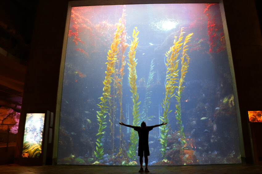 台灣水族館、海洋館、海生館水族館, 桃園市中壢區春德路xpark, 北部水族館, 台灣水族館, 桃園青埔水族館, 台中三井水族館, 桃園水族館表演時間, 桃園水族館地址, 台中xpark, 台灣最大水族館, 魚田水族館, 藍海水族館, 熱帶魚水族館, 陽光空氣水族館, 全台水族館, 中部水族館, 南部水族館, 東部水族館, 快樂水族館, 桃園xpark一日遊, 雷迪森酒店水族館, 水族館台灣, 桃園水族館一日遊, xpark門票優惠2021, 七彩世界水族館, 新竹xpark, 周天央水族館, 大洲水族館, xpark台中, cozzibluxpark, 珊瑚水族館, 桃園青埔xpark, 水母缸推薦, 桃園青埔xpark水族館, 桃園青埔xpark都會型水生公園門票, 線上水族館, 桃園海生館xpark, 水世界水族館, 海龍王水族館, 水母缸設計, 宏偉水族館, 如魚得水水族館, 桃園區水族館, 亞太水族館, xpark夜宿價格, 藍箱水族館, 鄉井水族館, xpark優惠門票, 景觀水族館, 桃園都會型水生公園, xpark夜宿kkday, 桃園水族館xpark附近美食, 仙鑽水族館, 水生館桃園, 台灣企鵝水族館, 瘋狂水族館, 春日水族館, 澎湖水族館相片, 北部水族館推薦, 桃園青埔xpark都會型水生公園, 桃園青埔海洋館, 賜海水族館, xpark水族館停車, 海世界水族館, 七彩水族館, 桃園水族館國旅券, 泉源水族館, 桃園xpark營業時間, 農業科技園區水族館, 桃園青埔海生館, 桃園景點水族館, 宏祥水族館, 珊瑚海水族館, 懶人水母療癒缸, 水族館水草, 水族館北部, 東森水族館, 北部最大水族館, 金鑫水族館, 澎湖水族館票券資訊, 台灣最大的水族館, 桃園一日遊xpark, 桃園水族館水母, 紅龍水族館, 桃園xpark都會型水生公園, 臺灣水族館, 水族館石頭, 北台灣水族館, 水寶水族館, 桃園青埔水族館門票, 金洋水族館, 北大水族館, 水精靈水族館, 草影水族館, 桃園xpark票價, 和逸飯店桃園館xpark, 桃園青埔水生公園, 狂熱水族館, 台灣水族館推薦, 桃園水生館門票, 台灣最大海洋館, 桃園xpark門票優惠, 澎湖水族館kkday, 桃園海洋博物館門票, 桃園xpark訂票, 桃園水族館介紹, 桃園華泰名品城水族館, 水草水族館, 桃園水族館過夜, 桃園海洋館xpark, 桃園青埔水生館, 水族館批發, 透明水族館, 桃園水族館紀念品, 桃園xpark地址, 桃園水族館場次, 桃園水族館表演, klook桃園水族館, 夜宿水族館屏東, 水族館殺菌燈, 家庭水族館, 水族館常見水草, 桃園新埔水族館, 珊瑚海水族館剛海企業有限公司, 北台灣海生館, 國旅券桃園水族館, 宏洋水族館, 西高地水族館, 台灣水族館住宿, 桃園水生, 澎湖水族館夜宿價格, 桃園水族住宿, 桃園市xpark, 桃園水族館優惠票, 桃園買一送一xpark, 桃園水族館地圖, 桃園水生公園門票, xpark都會型水生公園門票優惠, 桃園青埔都會型水生公園, 桃園海洋館票價, 水族館商品, xpark水族館學生票, 桃園水族世界, 桃園水族館套票, 海派珊瑚水族館, 桃園水生公園xpark, 桃園都會水族館, 桃園水族館的門票, 台灣桃園水族館, 海洋生物館桃園, xpark桃園門票, 桃園市青埔水族館, 桃園水族舘, 桃園水族館週邊景點, 美麗海水族館附近住宿, 桃園青埔xpark, 水族館攻略,