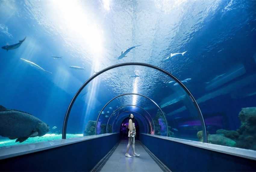 2023最新【台灣水族館攻略】彙集全台8座人氣水族館，從北到南、從東到