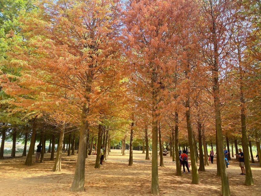 邊境解封開放 落羽松景點|網羅全台灣 10 大落羽松秘境森林、賞季期整理,快來一場浪漫的秋冬之旅吧! 邊境解封開放,入境,0+7 2022 落羽松