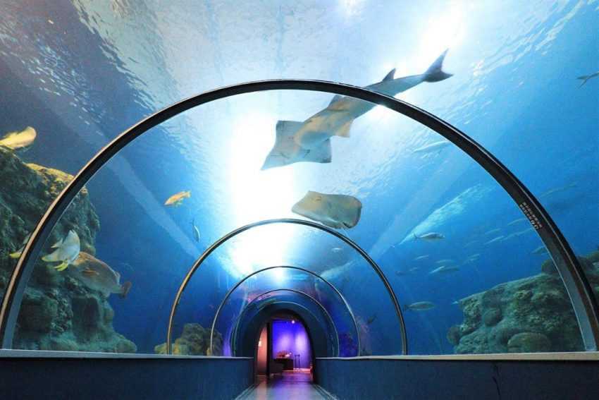 澎湖水族館 探索澎湖海洋生態 澎湖水族館特色 購票資訊 交通攻略 好好玩台灣21 澎湖水族館 探索澎湖海洋生態 澎湖水族館特色 購票資訊 交通攻略 好好玩台灣21