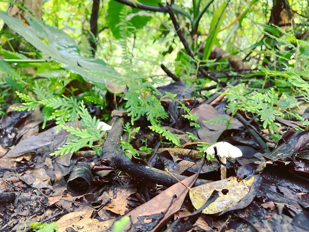 清水地熱 《 宜蘭鳩之澤溫泉 》太平山溫泉攻略!漫步太平山呼吸芬多精,煮溫泉蛋、泡湯金促咪,秋冬住宿輕旅行首選 清水地熱 2023 宜蘭鳩之澤溫泉 《 宜蘭鳩之澤溫泉 》太平山溫泉攻略!漫步太平山呼吸芬多精,煮溫泉蛋、泡湯金促咪,秋冬住宿輕旅行首選 9 2023