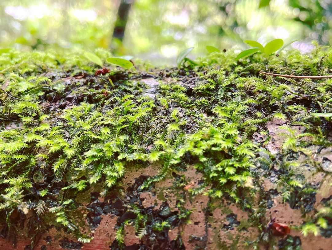 清水地熱 《 宜蘭鳩之澤溫泉 》太平山溫泉攻略!漫步太平山呼吸芬多精,煮溫泉蛋、泡湯金促咪,秋冬住宿輕旅行首選 清水地熱 2023 宜蘭鳩之澤溫泉 《 宜蘭鳩之澤溫泉 》太平山溫泉攻略!漫步太平山呼吸芬多精,煮溫泉蛋、泡湯金促咪,秋冬住宿輕旅行首選 10 2023
