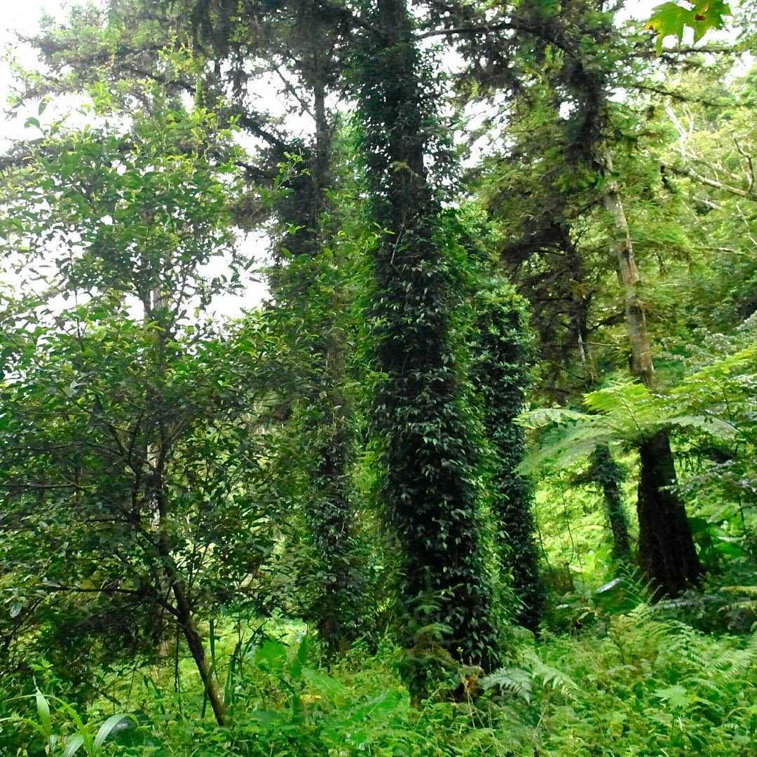 清水地熱 《 宜蘭鳩之澤溫泉 》太平山溫泉攻略!漫步太平山呼吸芬多精,煮溫泉蛋、泡湯金促咪,秋冬住宿輕旅行首選 清水地熱 2023 宜蘭鳩之澤溫泉 《 宜蘭鳩之澤溫泉 》太平山溫泉攻略!漫步太平山呼吸芬多精,煮溫泉蛋、泡湯金促咪,秋冬住宿輕旅行首選 8 2023