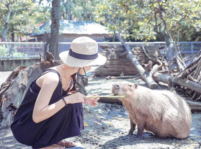 2024頑皮世界野生動物園門票優惠、水豚君互動體驗、劇場遊樂設施、交通資訊｜台南親子景點 3 2024