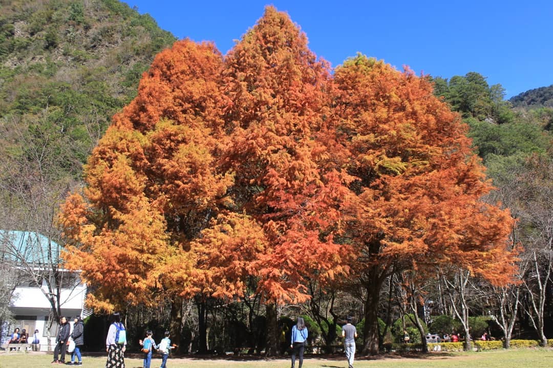 森林好好玩 | 中部5大森林遊樂區景點推薦，必玩活博物館 ! 【交通、門票、亮點特色】 27 2024