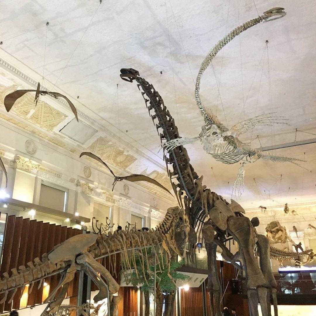 臺灣博物館 恐龍常設展