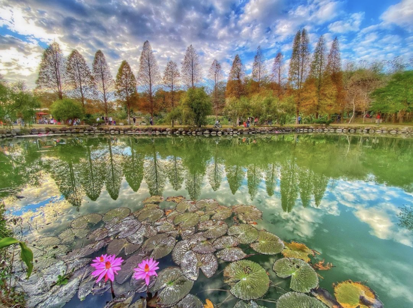 - 全台落羽松秘境 全台落羽松秘境|網羅台灣 12 處落羽松森林景點,2020秋冬來場浪漫的落羽松之旅吧! 2021 全台落羽松秘境