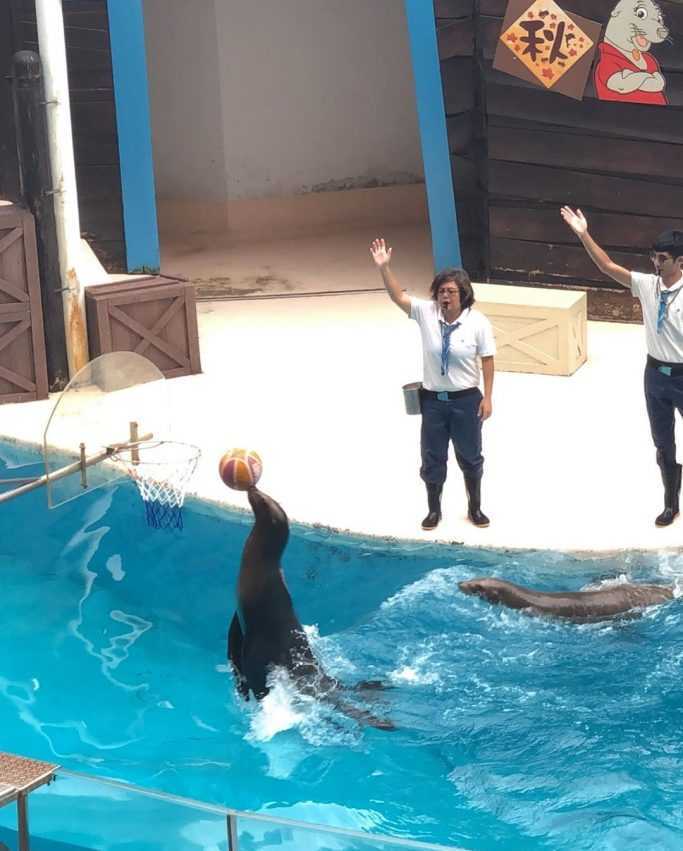 - 遠雄海洋公園 遠雄海洋公園 | 2021最新攻略,門票買一送一優惠【海豚表演秀&夜宿水族館&遊樂設施】 2021 ▸花蓮景點, 景點 水族館, 花蓮住宿, 花蓮景點, 遠雄海洋公園 2021