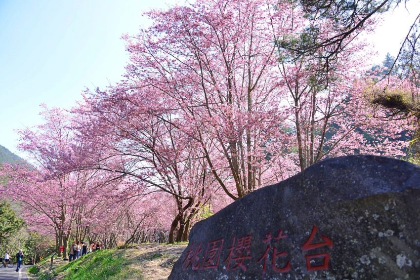 台中賞櫻 【2023武陵櫻花季】賞櫻攻略、開花時間、優惠門票、即時天氣、拍照地點、交通管制、住宿資訊一次攻略 台中賞櫻 2023 2023武陵櫻花季
