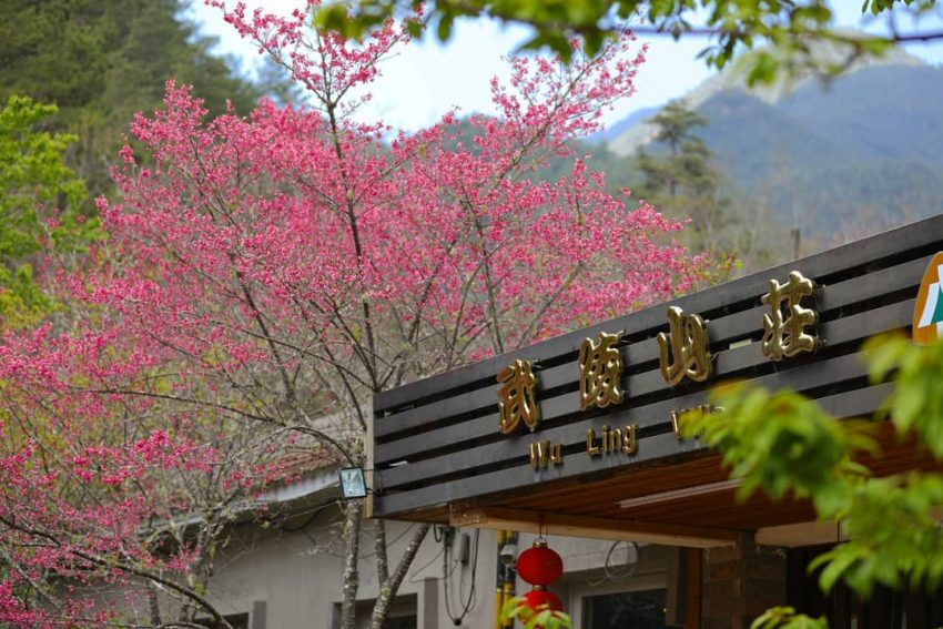 台中賞櫻 【2023武陵櫻花季】賞櫻攻略、開花時間、優惠門票、即時天氣、拍照地點、交通管制、住宿資訊一次攻略 台中賞櫻 2023 2023武陵櫻花季