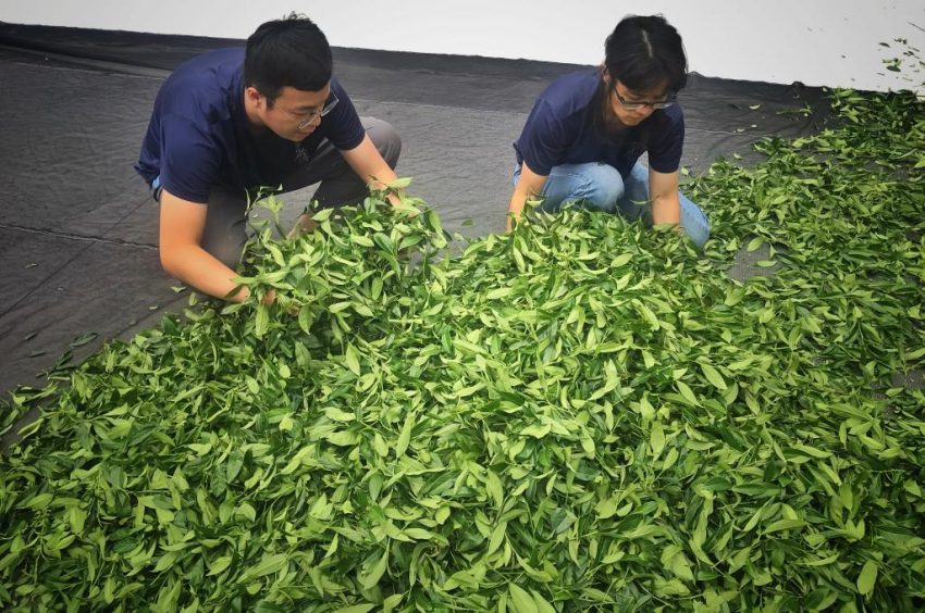 阿里山茶 －茶禮工房