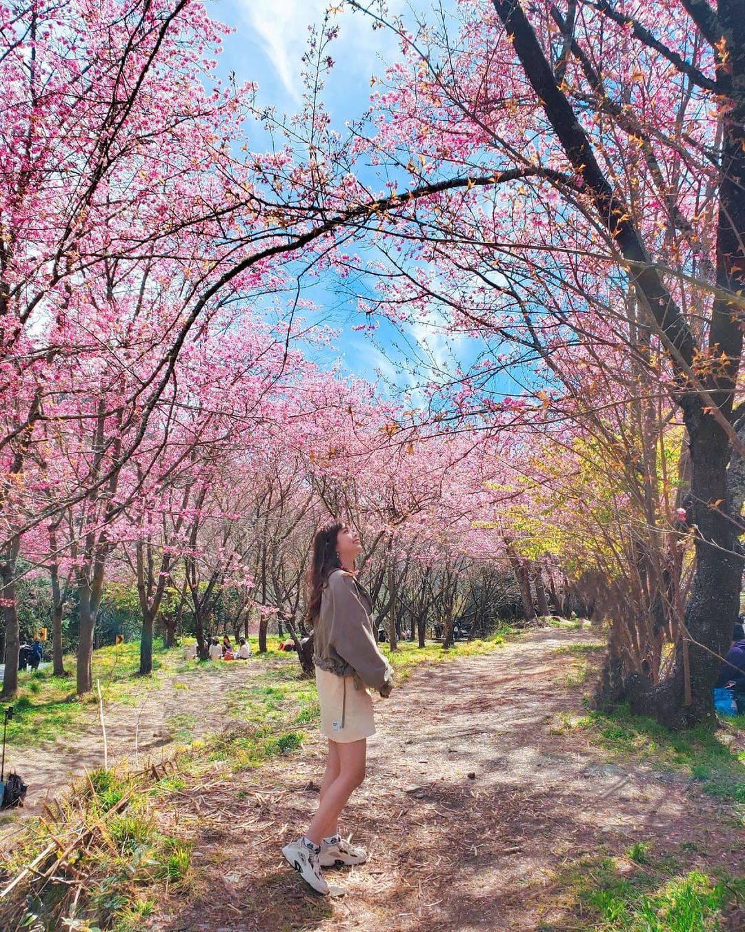 武陵農場櫻花季 
